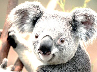 Wintegra Koala